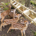 Baby deer drinking from baby bottles