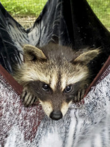 Baby raccoon