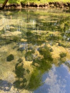 moss at bottom of river