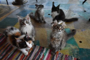 A group of cats lounging together on a colorful rug, showcasing their playful and relaxed demeanor.