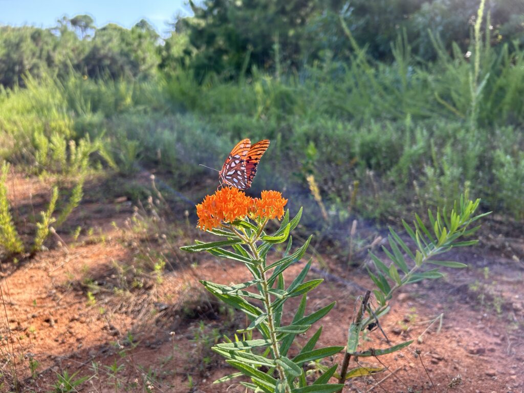 A Gulf fritillary butterfly rests for a meal on the blossoms of a butterfly milkweed.