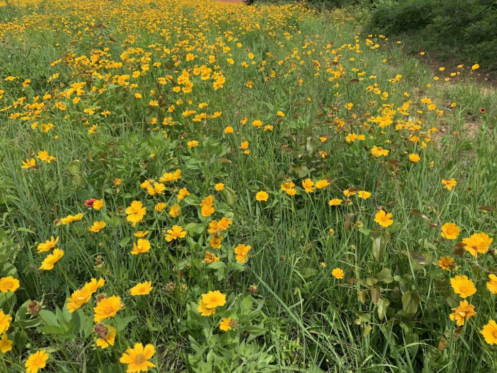 This renovated pasture blooms with native blanketflower, a nectar-rich, daisylike perennial in the sunflower family.