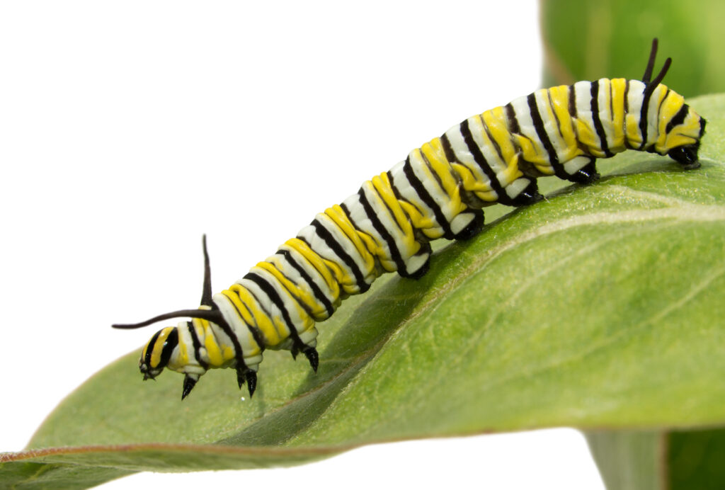 Third instar Monarch caterpillar on a Milkweed leaf, side view